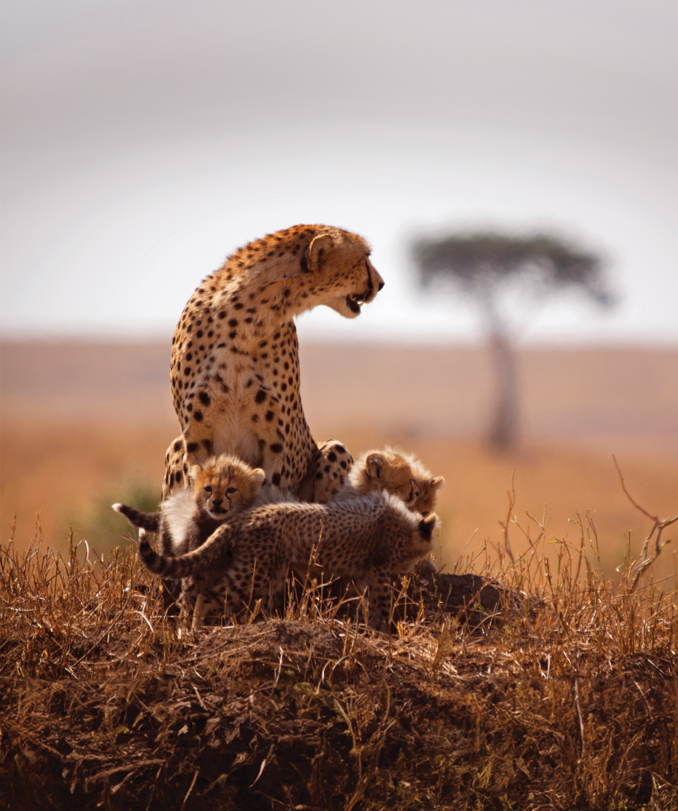 goodfriends adventure 22