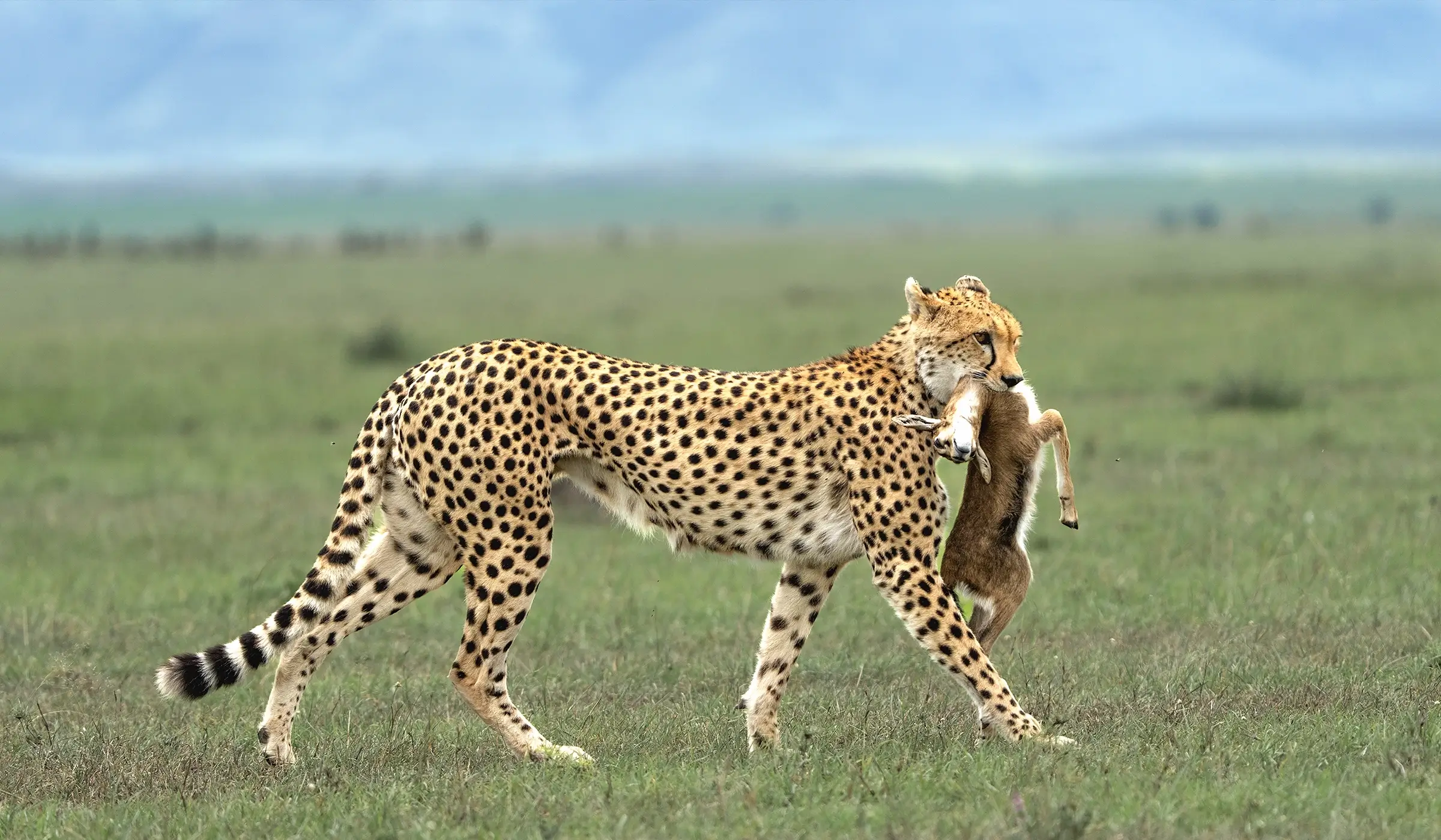 serengeti national park eastsidesafaris